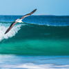 Surfing in Albatross