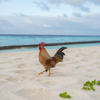 Surfing in Chickens