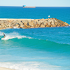 Surfing in Cottesloe Beach