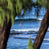 Surfing in Pine Trees