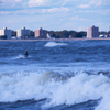 Surfing in Lido Beach