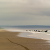 Surfing in Seabrook