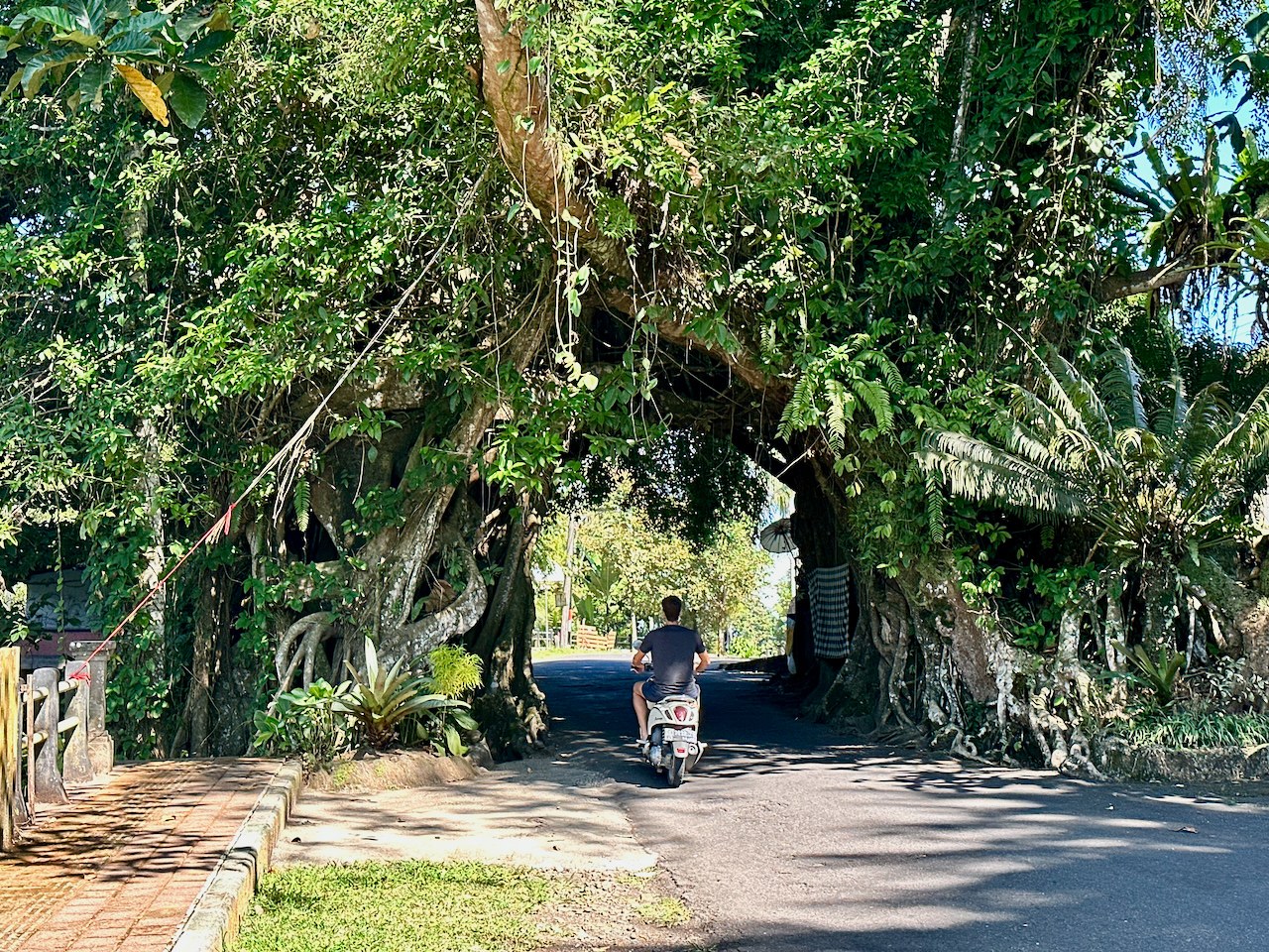 Riding through the tree near Medewi