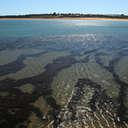 Surfing in Bellarine Peninsula