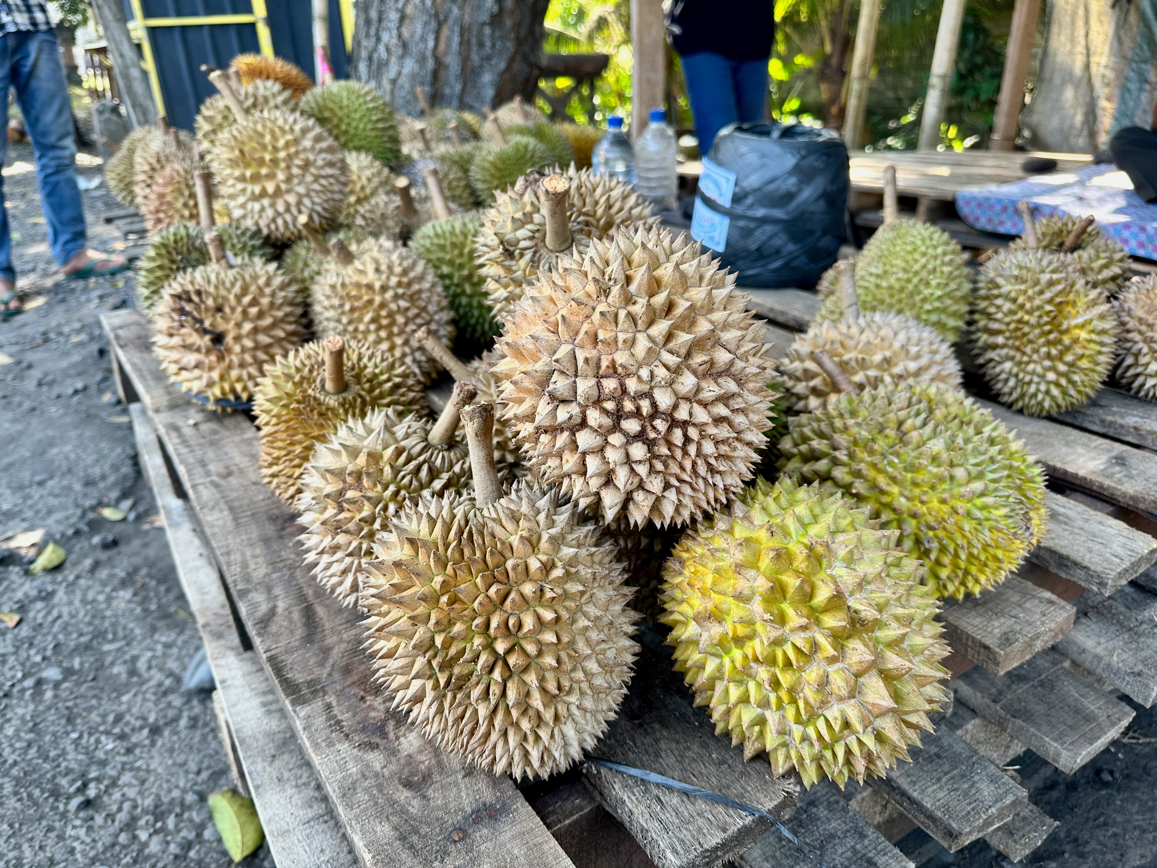 Picking a durian